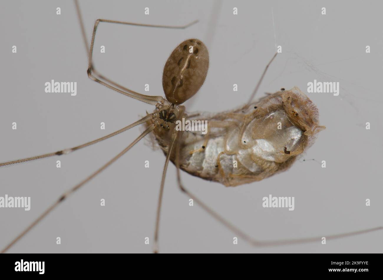 Daddy araignée à pattes longues Pholcus phalangioides nourrissant un lepismatide. Réserve naturelle d'Inagua. Tejeda. Grande Canarie. Îles Canaries. Espagne. Banque D'Images