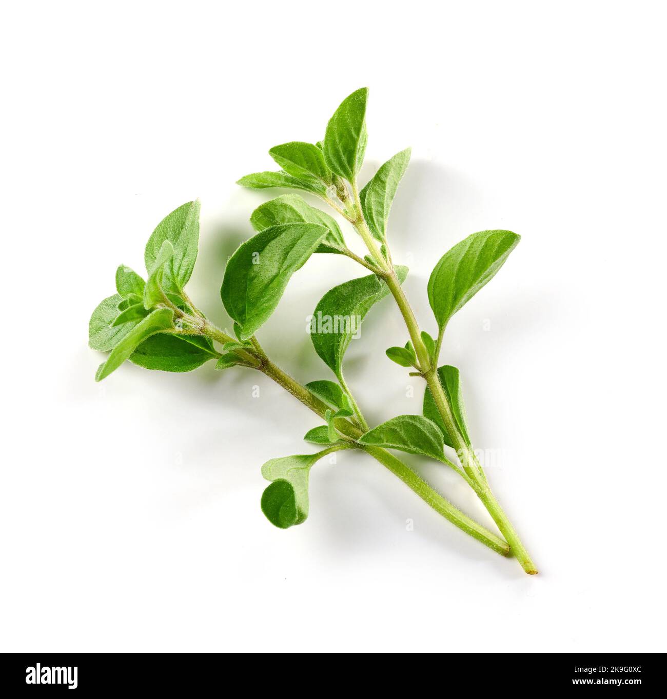 Photo de stock plante d'origan d'en-haut, isolée sur blanc 27435595