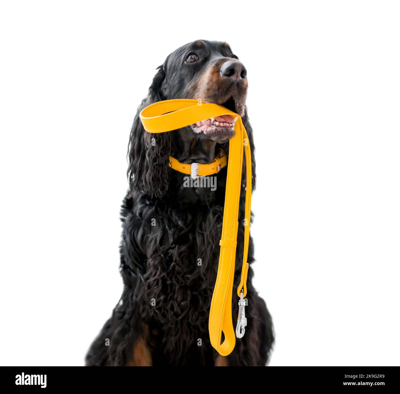 Chien de garde avec laisse Banque D'Images