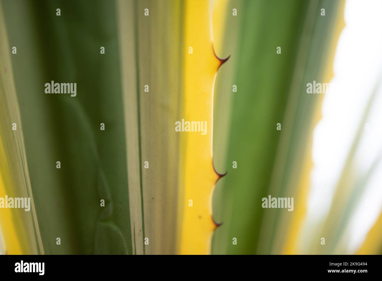 Photo floue des feuilles de yukka. Feuillage variégé défoqué avec des pickles Banque D'Images