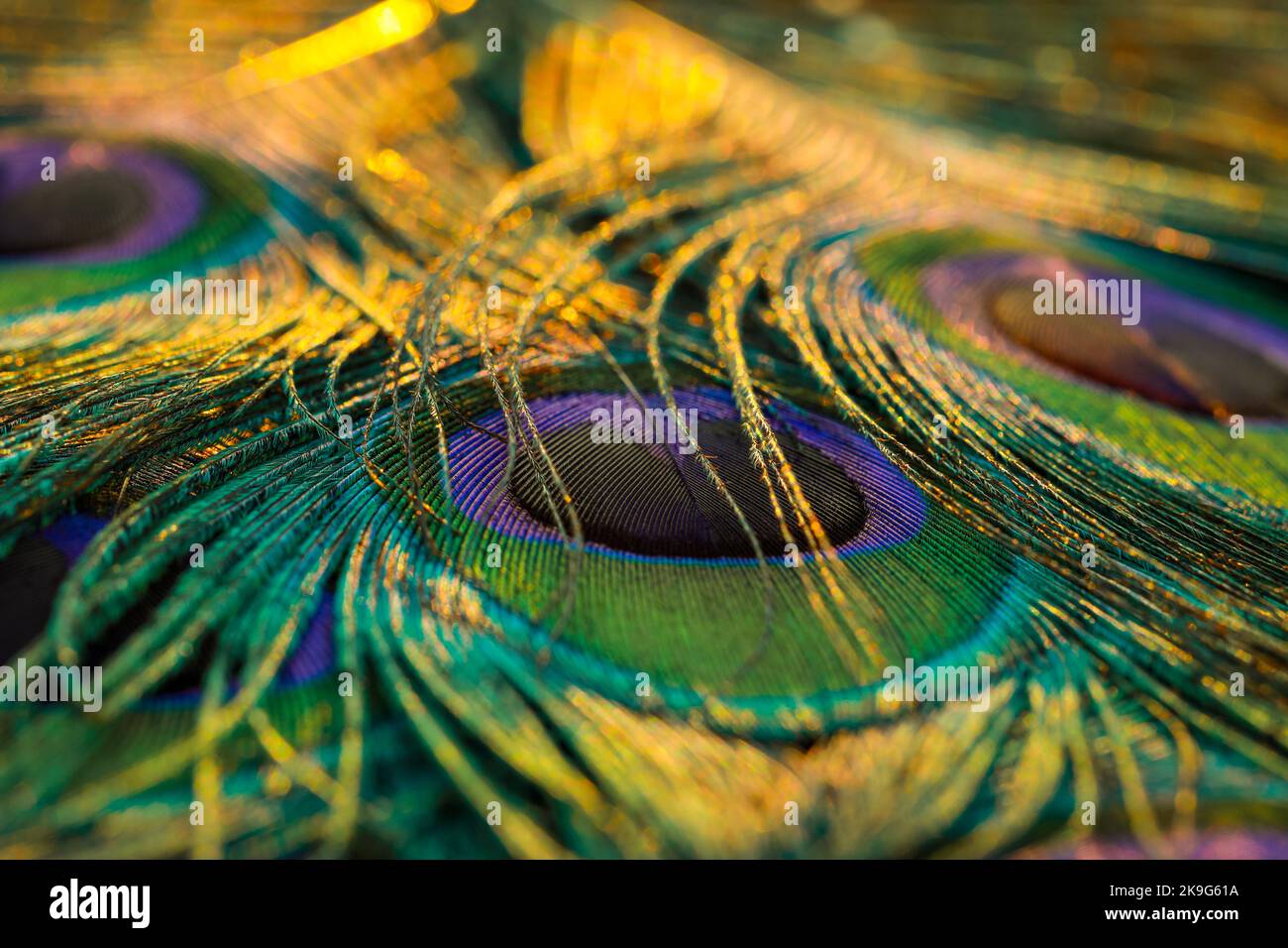 Magnifique et coloré paon oiseau plumes sans couture lignes abstrait motif texture design fond naturel. Effet de flou de bokeh chaud et lumineux. Banque D'Images