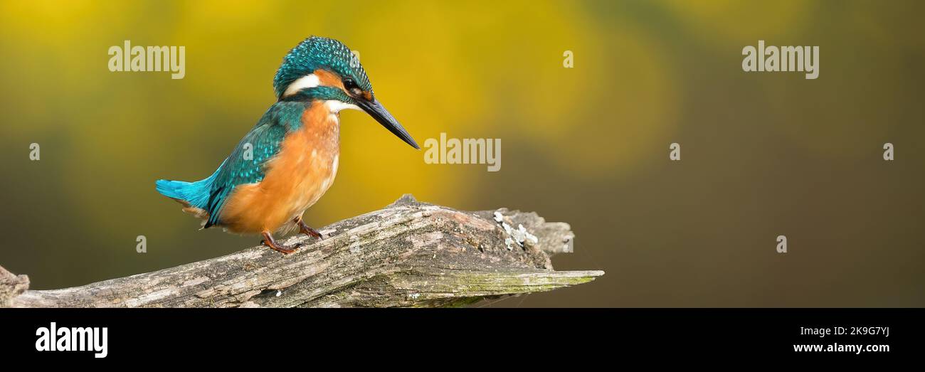kingfisher commun assis sur la branche en automne en grand angle Banque D'Images