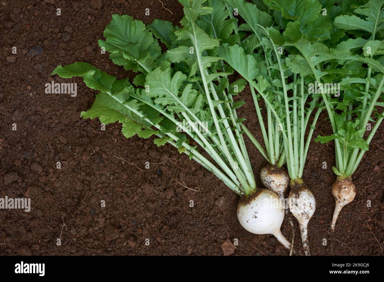 radis blanc rond fraîchement récolté sur le fond du jardin, légumes-racines comestibles et sains sur sol brun foncé, pris d'en haut avec l'espace de copie Banque D'Images