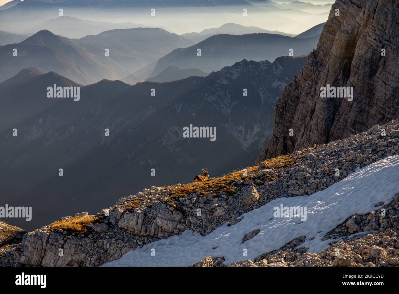 Ibex alpin photo prise dans les alpes Juliennes, Slovénie Banque D'Images