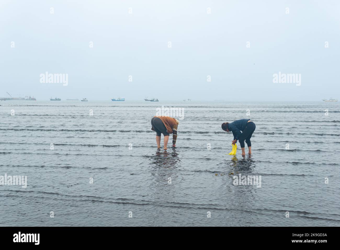 Yuzhno-Kurilsk, Russie - 03 août 2022 : les gens collectent des mollusques sur la rive à marée basse, sur fond de port et d'usine de transformation du poisson Banque D'Images