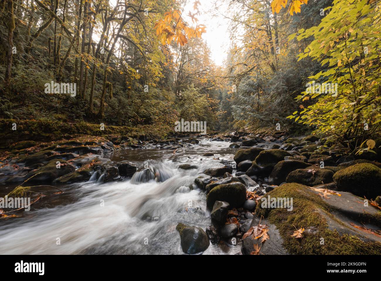 Ruisseau coulant à travers la belle forêt forestière d'automne avec feuillage d'automne le matin d'octobre dans l'État de Washington, Pacifique Nord-Ouest Banque D'Images