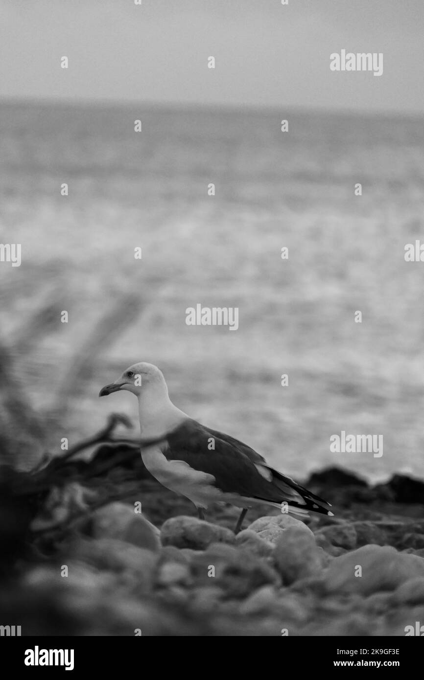 Une photo à échelle de gris verticale avec mise au point sélective d'un mouette sur la plage Banque D'Images