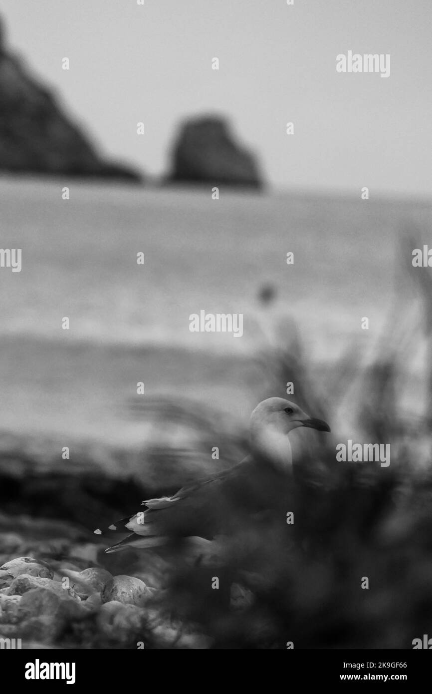 Une photo à échelle de gris verticale avec mise au point sélective d'un mouette sur la plage Banque D'Images