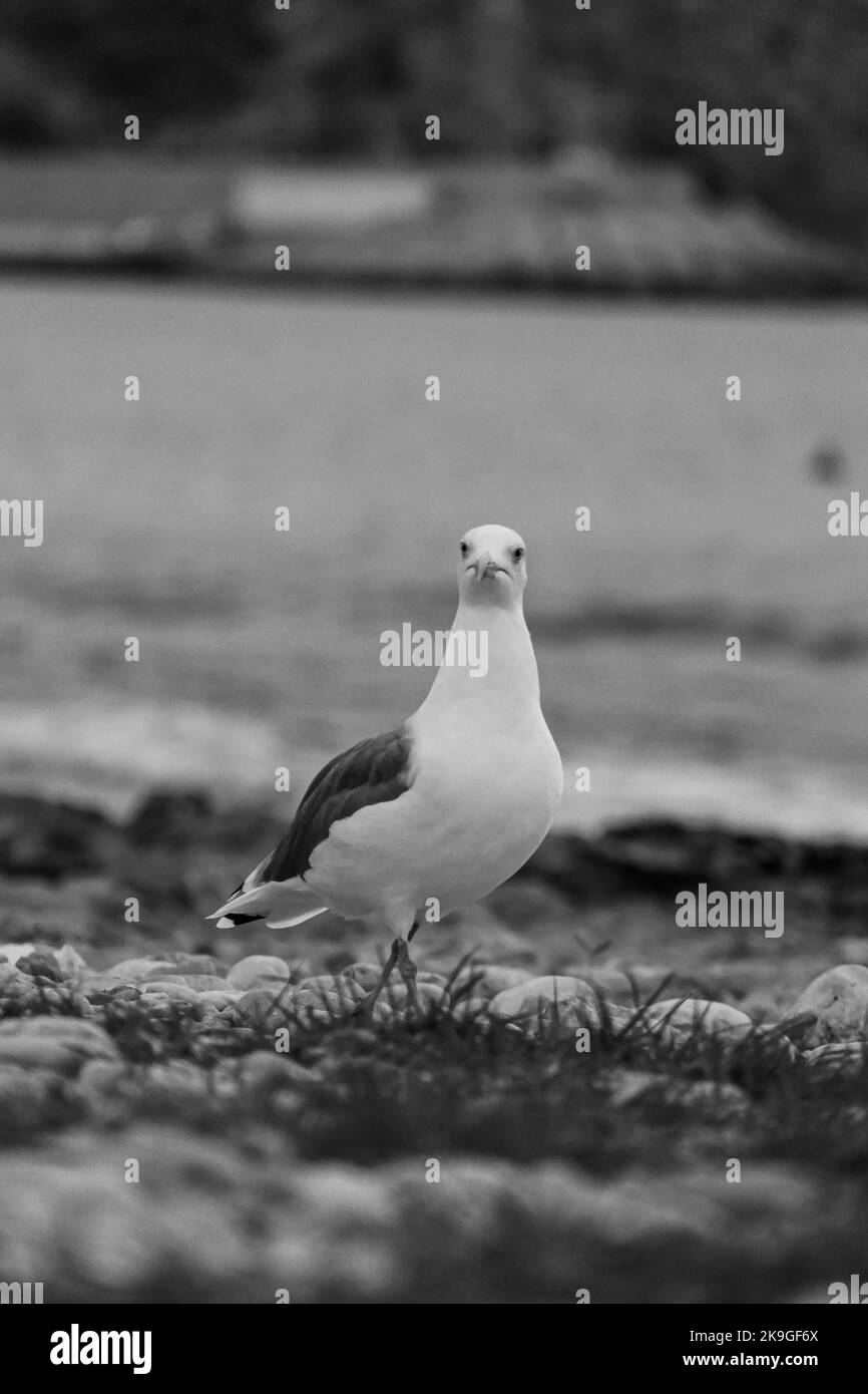 Une photo à échelle de gris verticale avec mise au point sélective d'un mouette sur la plage Banque D'Images