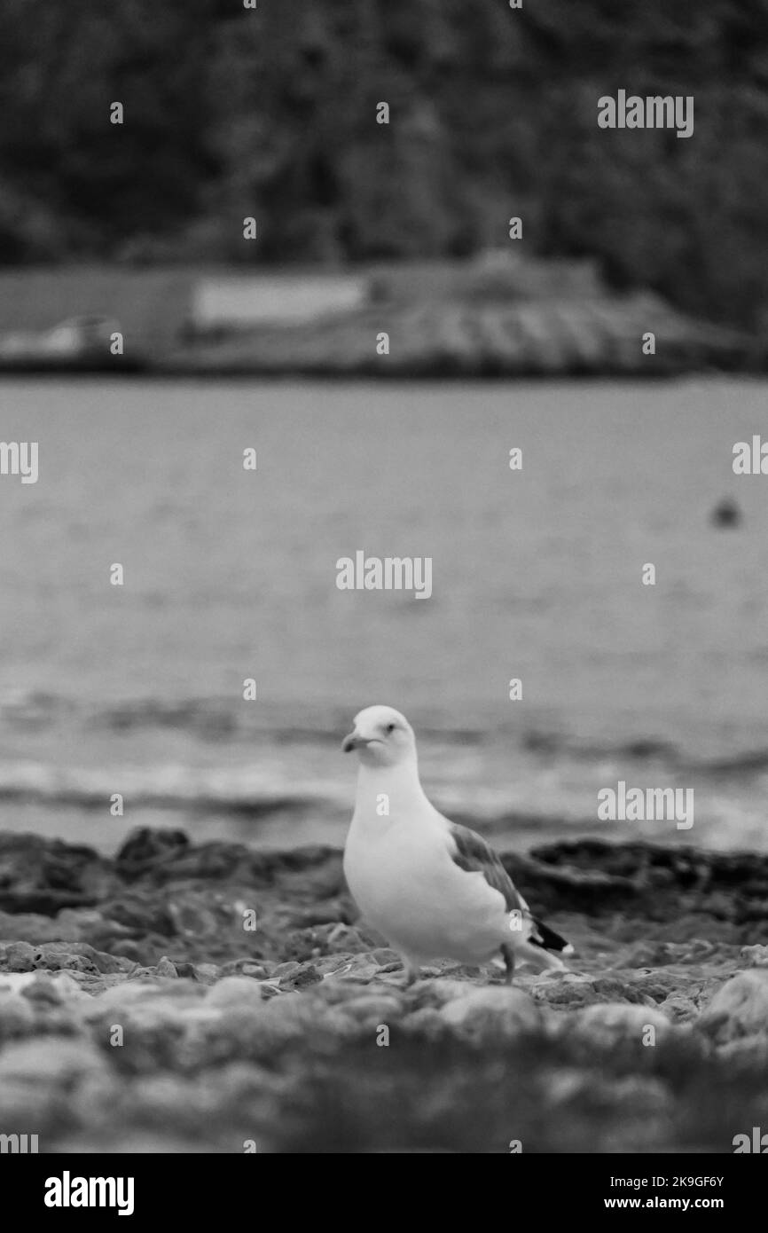 Une photo à échelle de gris verticale avec mise au point sélective d'un mouette sur la plage Banque D'Images