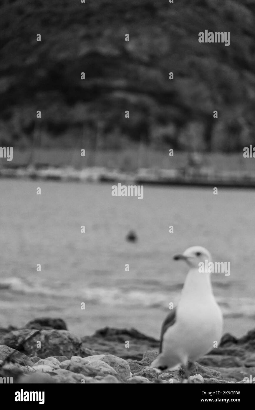 Une photo à échelle de gris verticale avec mise au point sélective d'un mouette sur la plage Banque D'Images