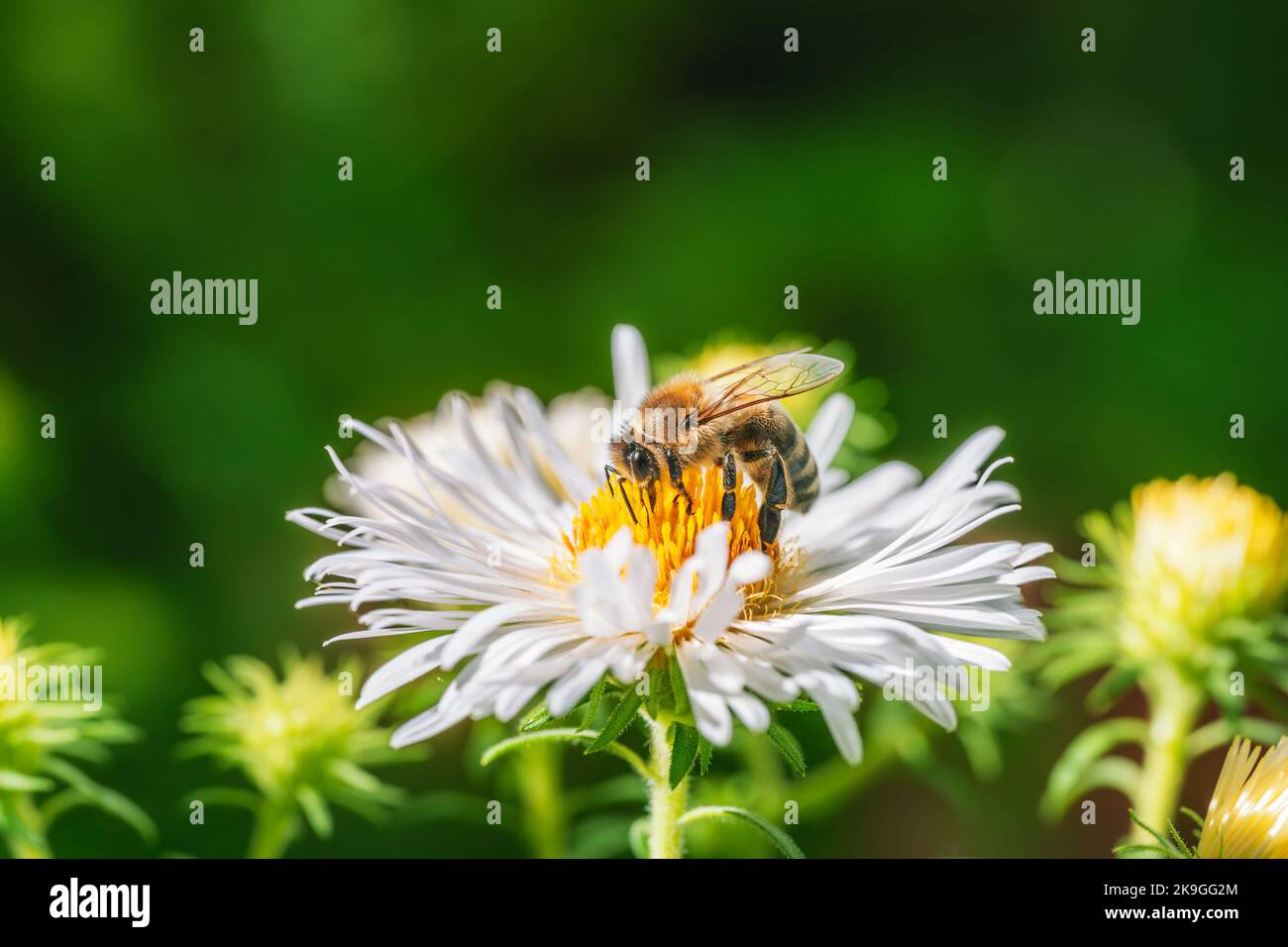 Macro d'une abeille pollinisant sur une fleur d'aster Banque D'Images