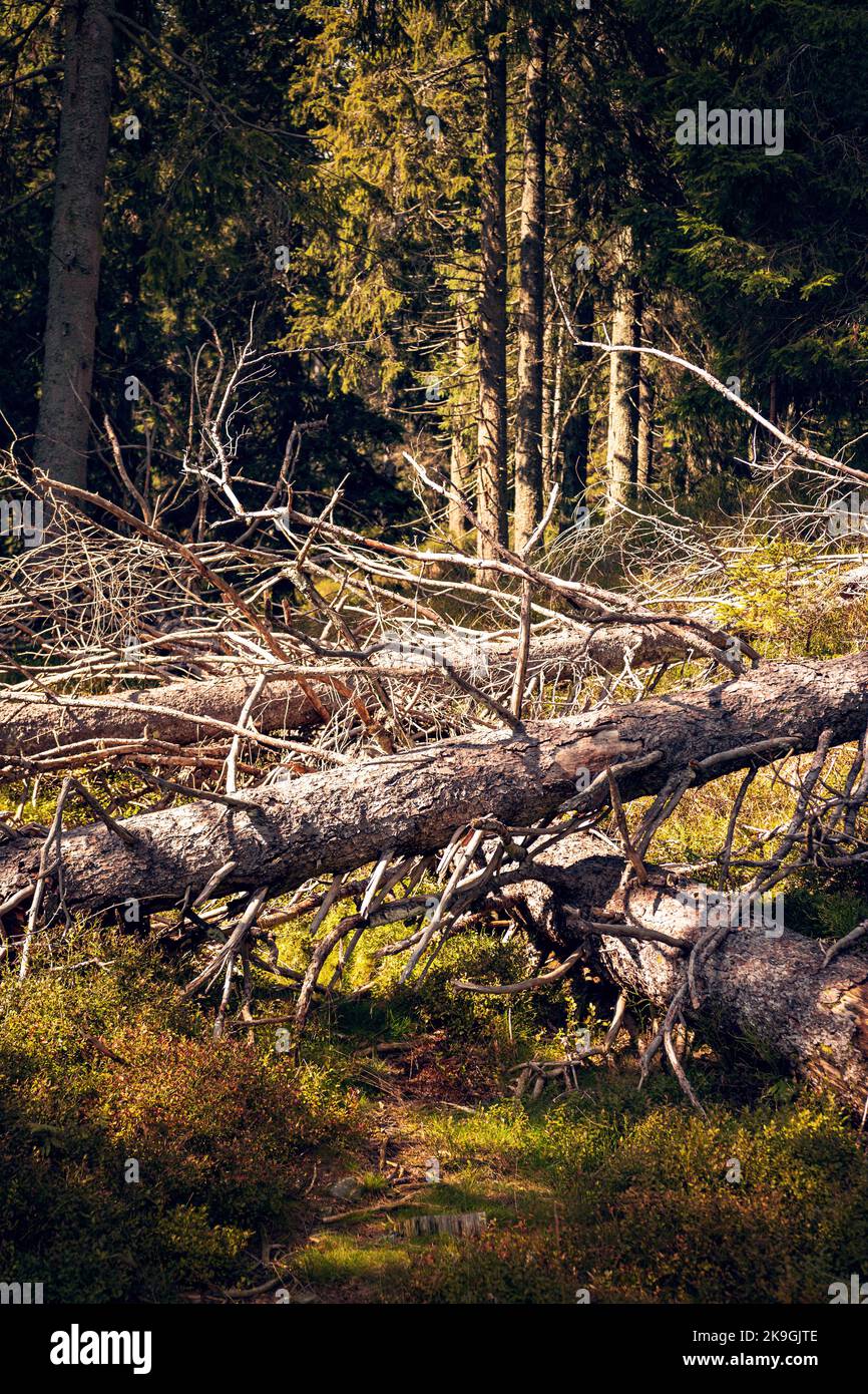 Arbres secs tombés créant une composition sur le fond de la forêt. Branches sèches d'épinette Banque D'Images