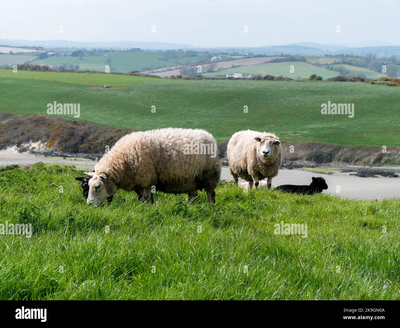 Les moutons se broutent dans un pré vert. Quelques brebis dans un pâturage de fermier. Pâturage libre du bétail. Paysage agricole. Mouton blanc Banque D'Images