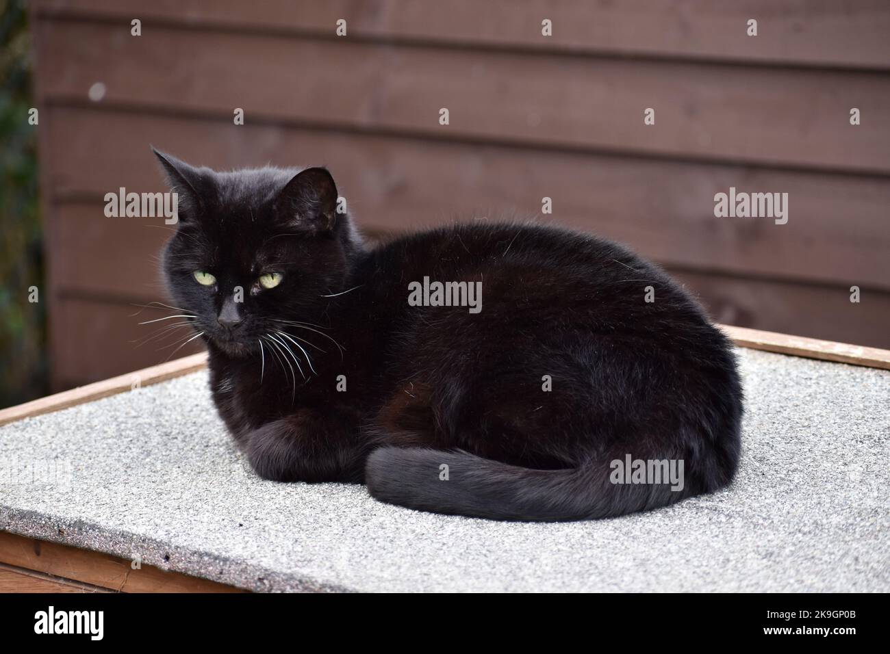 Repose de chat noir poussiéreux Banque D'Images