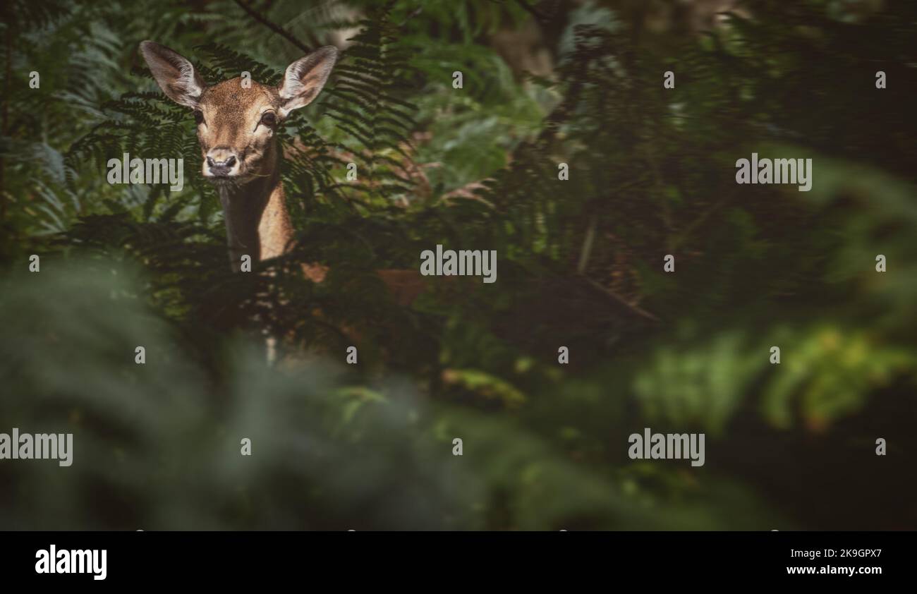 Le cerf jachère s'infiltre dans la fougères. Banque D'Images