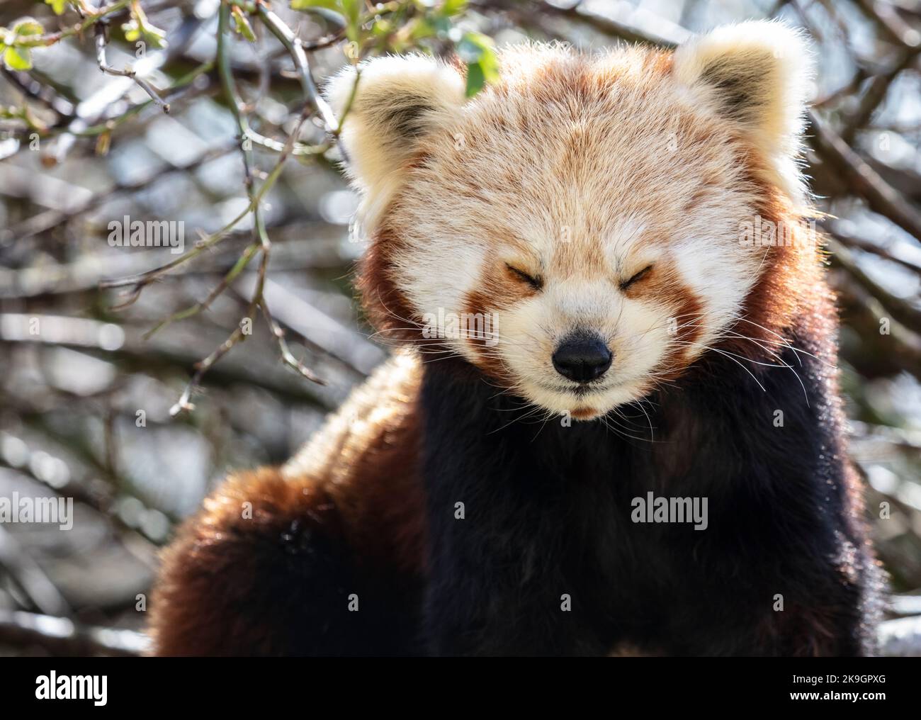 Panda rouge endormi Banque D'Images