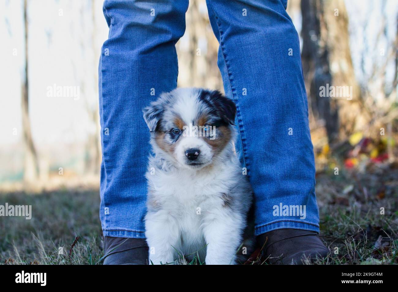 Magnifique jeune mâle Blue Merle chien Berger australien chiot assis aux pieds d'une femme. Mise au point sélective avec arrière-plan flou. Contact avec les yeux Banque D'Images