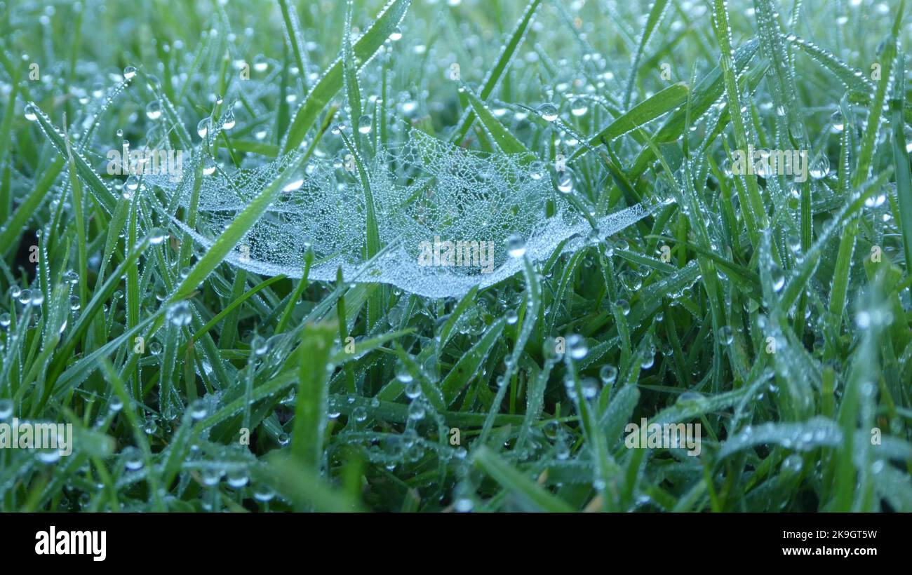 Un gros plan de l'herbe avec des gouttes d'eau et une toile d'araignée Banque D'Images