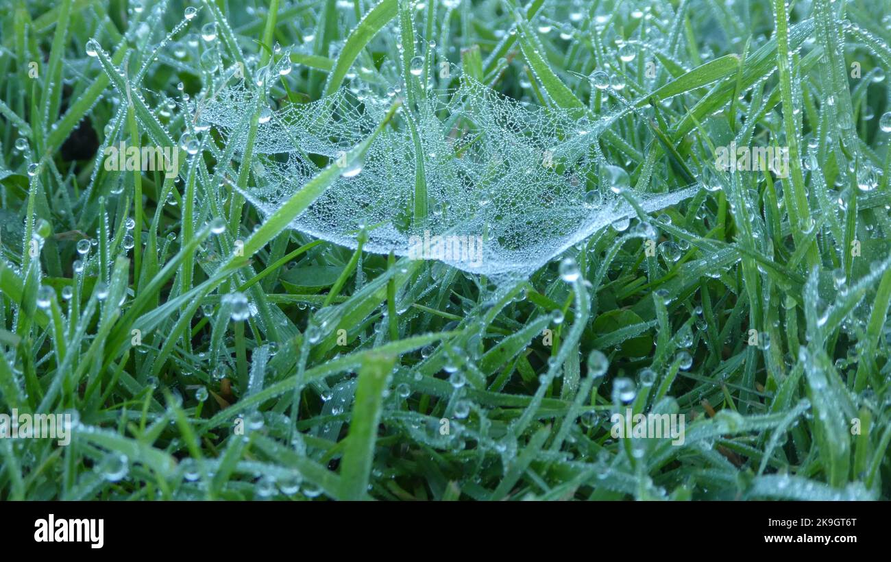 Un gros plan de l'herbe avec des gouttes d'eau et une toile d'araignée Banque D'Images