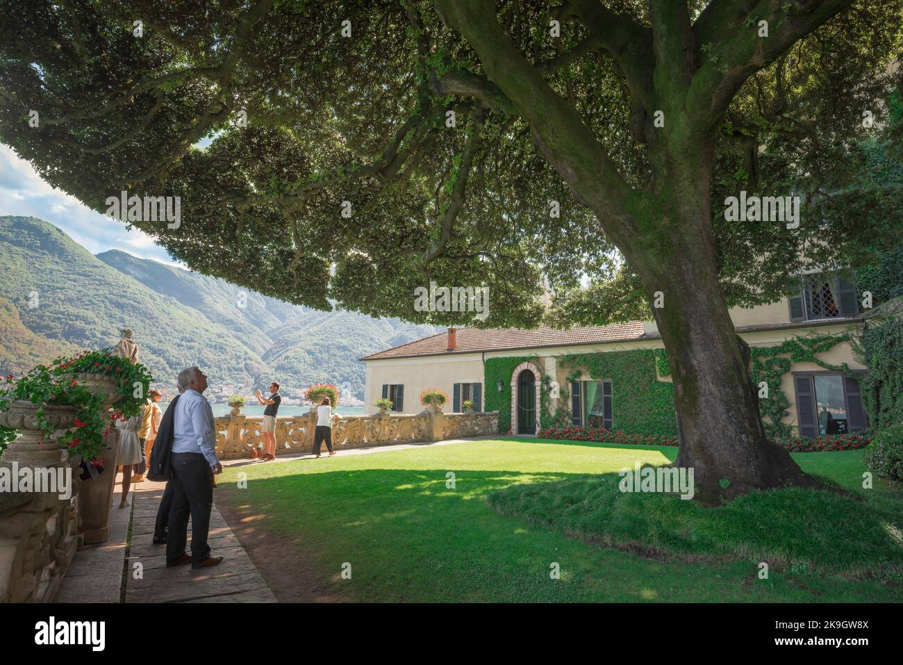 Arbre de Quercus Ilex, vue sur les personnes qui regardent un immense chêne de Mediterannea (Quercus Ilex) situé dans les jardins de la Villa Balbianello Italie Banque D'Images
