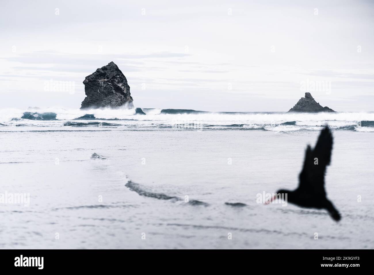silhouette d'oiseau sombre défoqué avec un long bec volant au-dessus de l'eau de plage de grandes vagues près de superbes rochers sur une petite île, baie de sandfly, nouvelle-zélande Banque D'Images