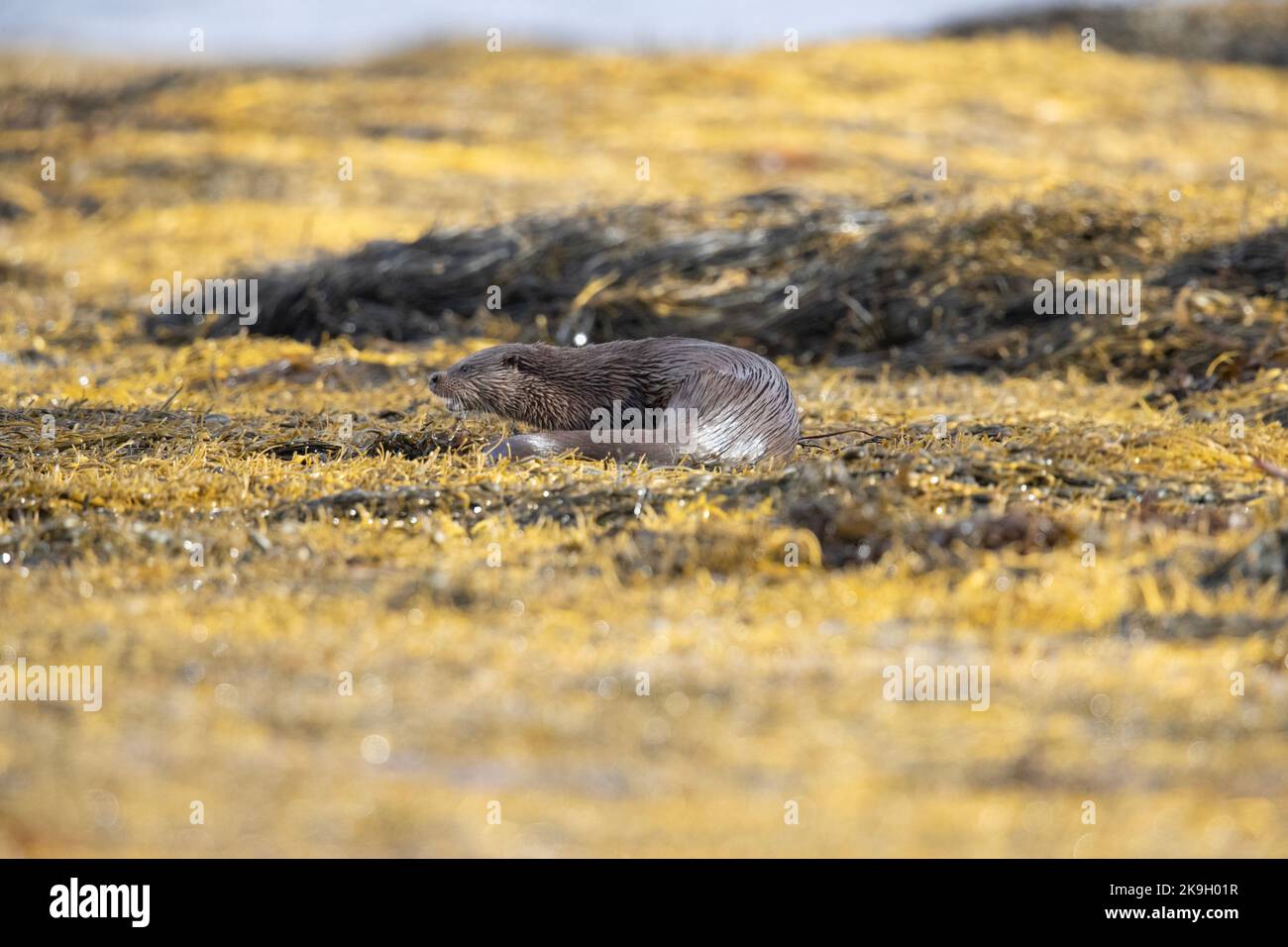 Otter eurasien sur l'île de Mull manger sur l'algue sur le Loch Scridain, son juste été la chasse sur la côte dans la journée montrant un grand comportement. Banque D'Images