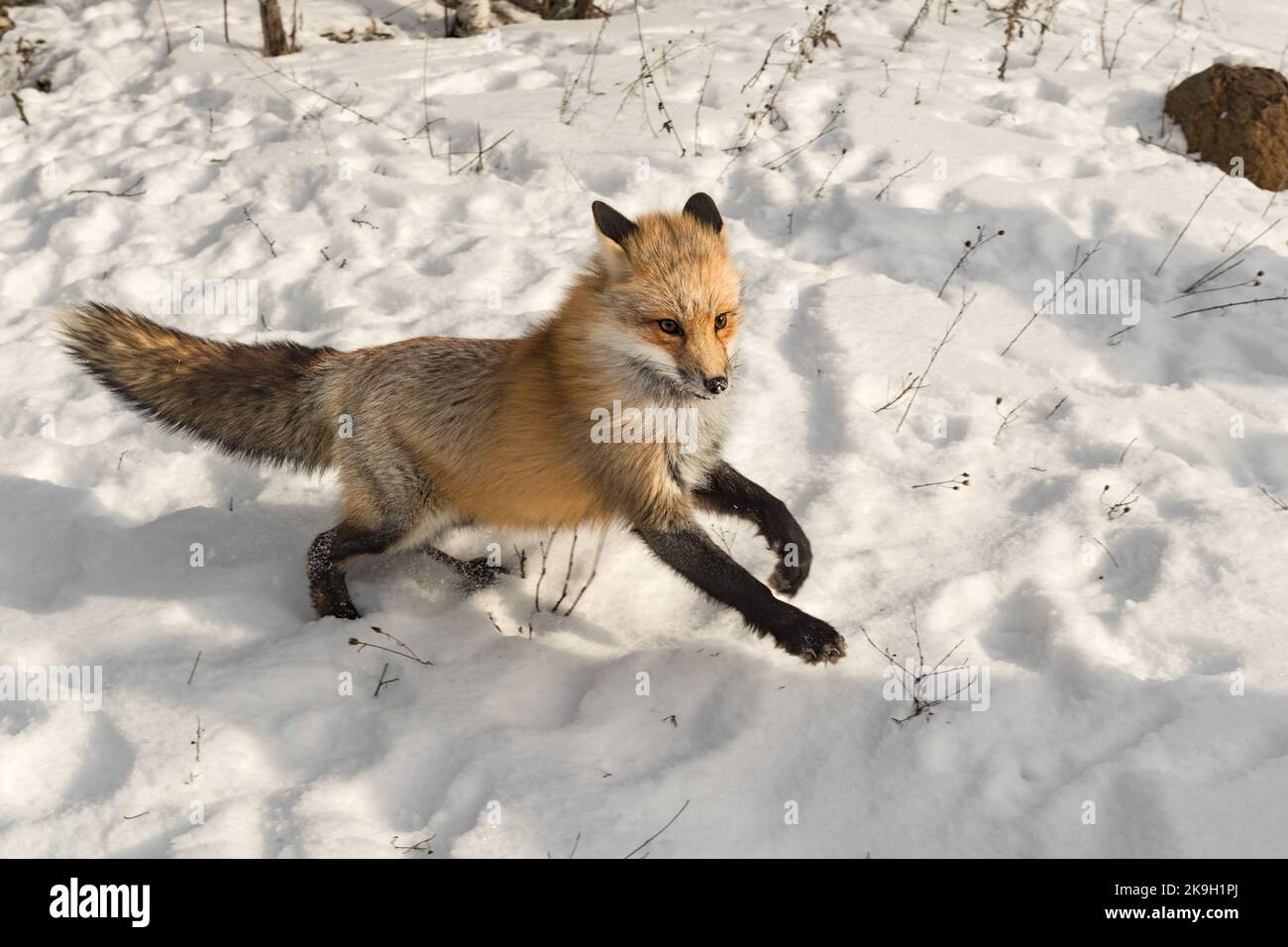 Le renard roux (Vulpes vulpes) rebondit les oreilles droites arrière hiver - animal captif Banque D'Images