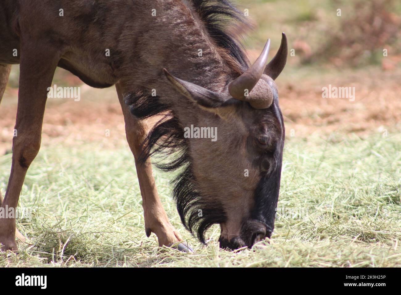 Le Gnou bleu en Kruger National Park . Un groupe et une f amille de gnous dans Kruger se détendre. Banque D'Images