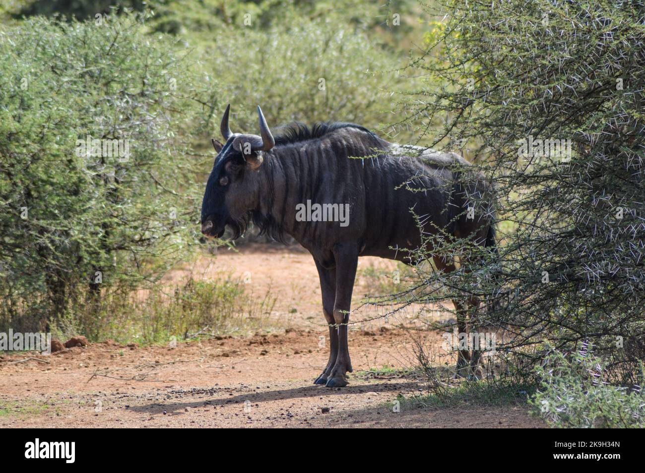 Le Gnou bleu en Kruger National Park . Un groupe et une f amille de gnous dans Kruger se détendre. Banque D'Images