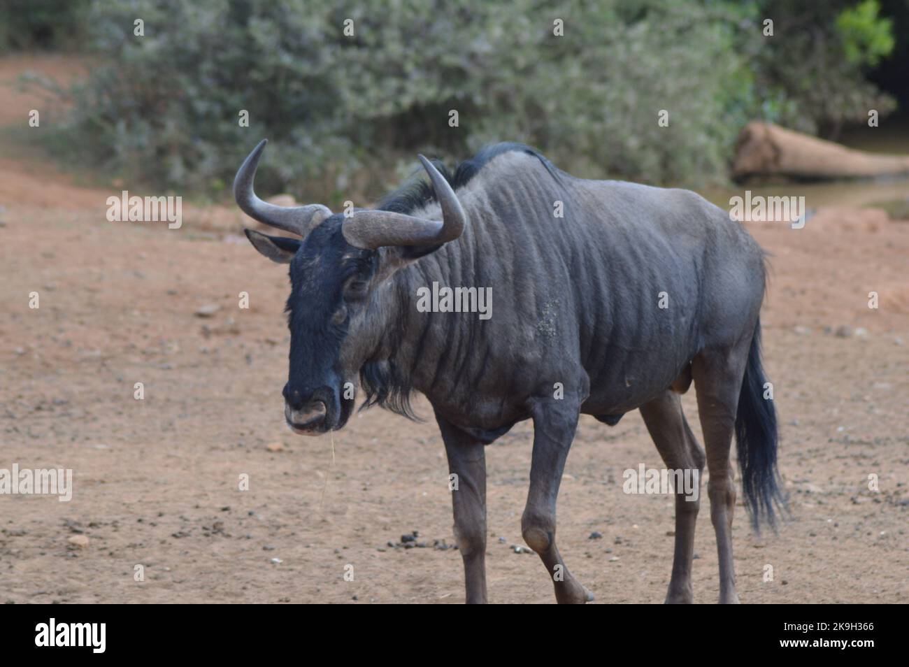 Le Gnou bleu en Kruger National Park . Un groupe et une f amille de gnous dans Kruger se détendre. Banque D'Images