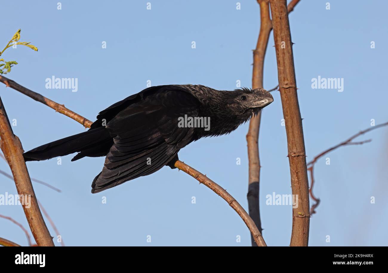 Ani à bec lisse (Crotophaga ani) adulte perchée sur la branche Pantanal, Brésil. Juillet Banque D'Images