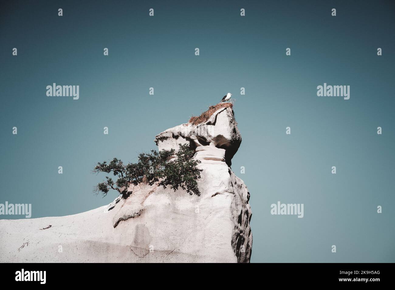 mouette sur les plantes d'une grande roche Banque D'Images