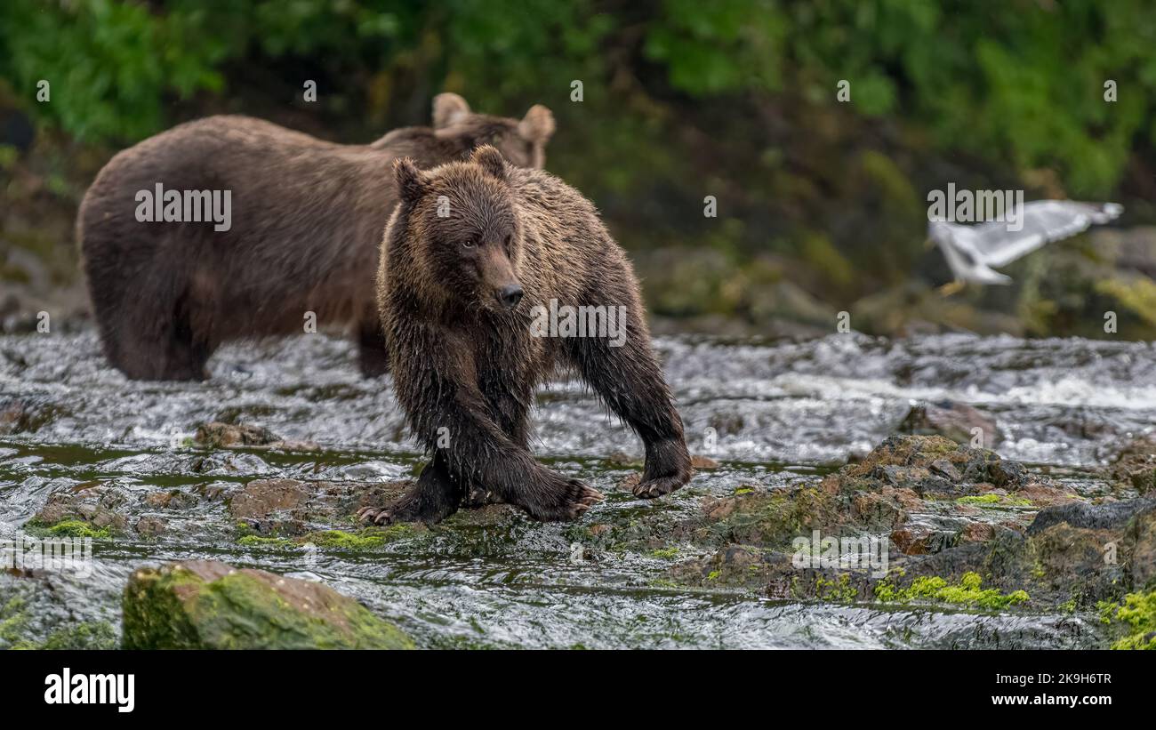 Un jeune ours brun (grizzli) (Ursus arctos horribilis) croisant ses jambes dans une rivière en Alaska avec un autre ours et un autre mouette en arrière-plan. Banque D'Images