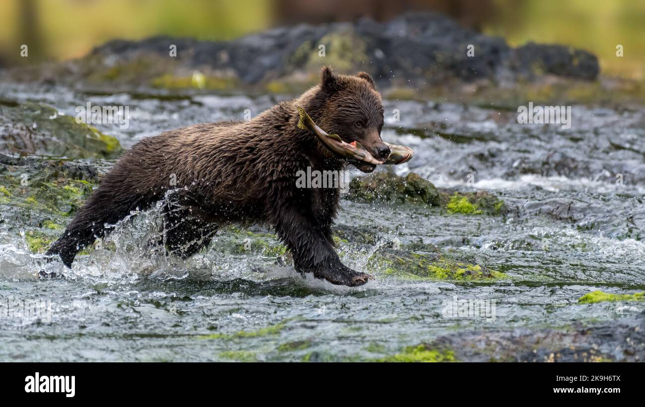 Brown (côtières) grizzly (Ursus arctos horribilis) sur une rivière d'Alaska du Sud-est de l'accomplissement d'un saumon. Banque D'Images
