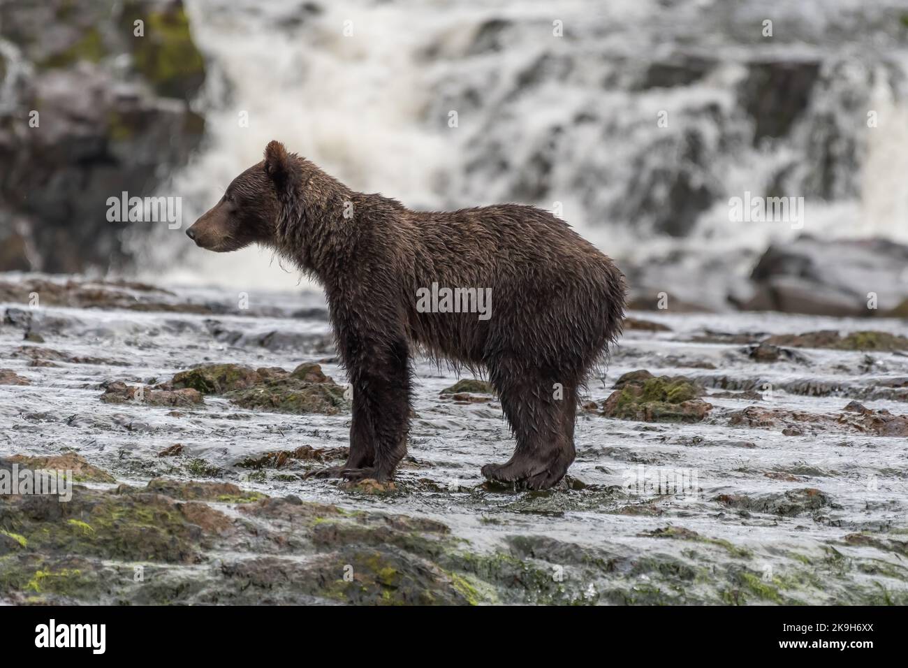 Vue latérale d'un jeune grizzli (Ursus arctos horribilis) devant une cascade en Alaska, aux États-Unis. Banque D'Images