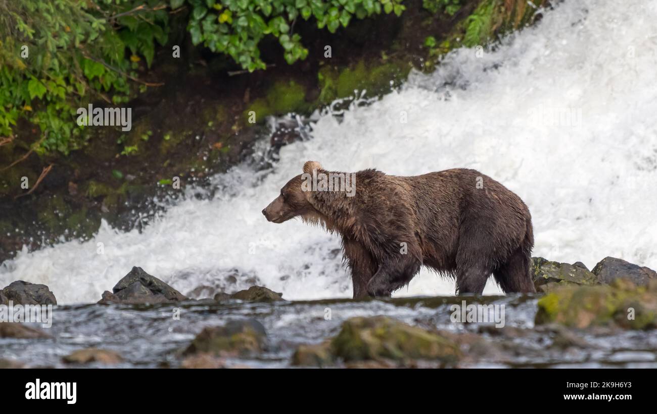 Un ours brun côtier (Grizzly) (Ursus arctos horribilis) à la morne devant une chute d'eau dans le sud-est de l'Alaska, aux États-Unis. Banque D'Images