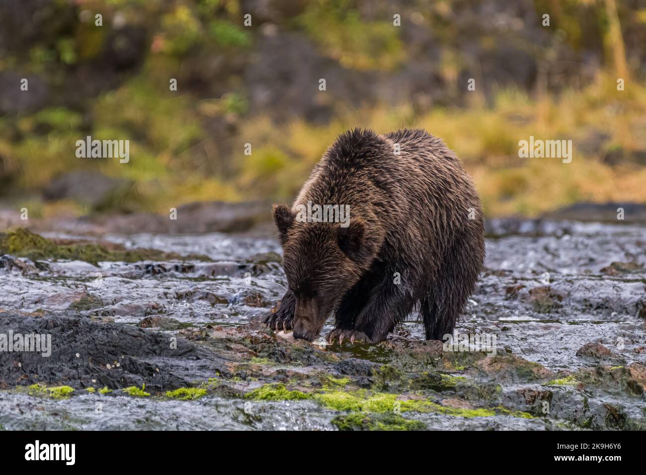 Un ours brun côtier (Grizzly) (Ursus arctos horribilis) qui sente un saumon dans une rivière du sud-est de l'Alaska, aux États-Unis. Banque D'Images