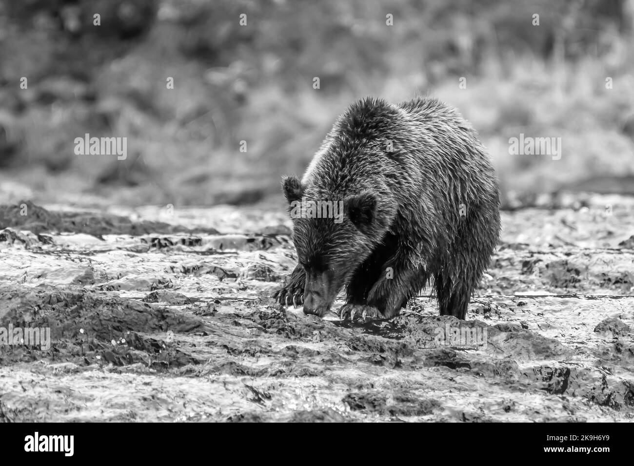 Photo en noir et blanc d'un ours brun (grizzli) côtier (Ursus arctos horribilis) qui sente un saumon dans une rivière du sud-est de l'Alaska, aux États-Unis. Banque D'Images