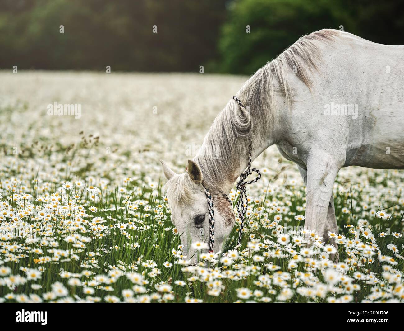 Le cheval arabe blanc paître sur la prairie forestière avec beaucoup de fleurs sauvages de Marguerite Banque D'Images