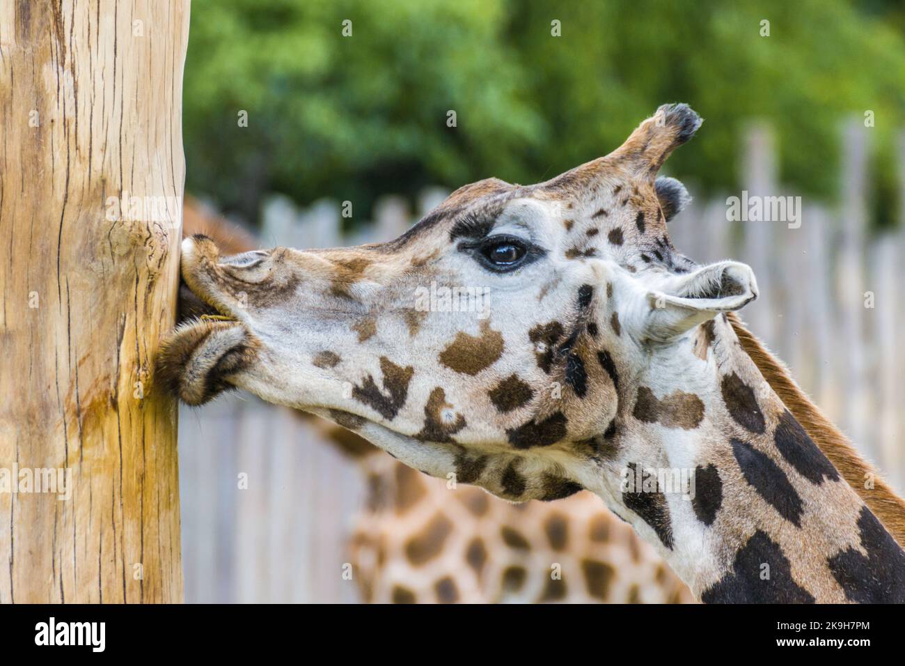 Girafes dans la nature pour les photos de tourisme Banque D'Images