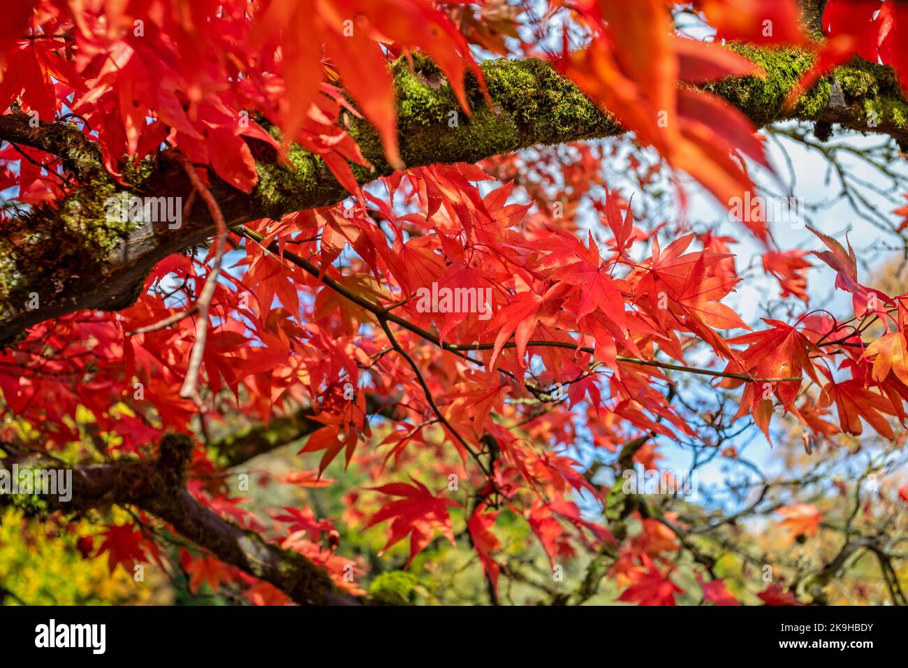 Gros plan sur les feuilles d'un arbre Acer rouge vif dans les couleurs de l'automne Banque D'Images