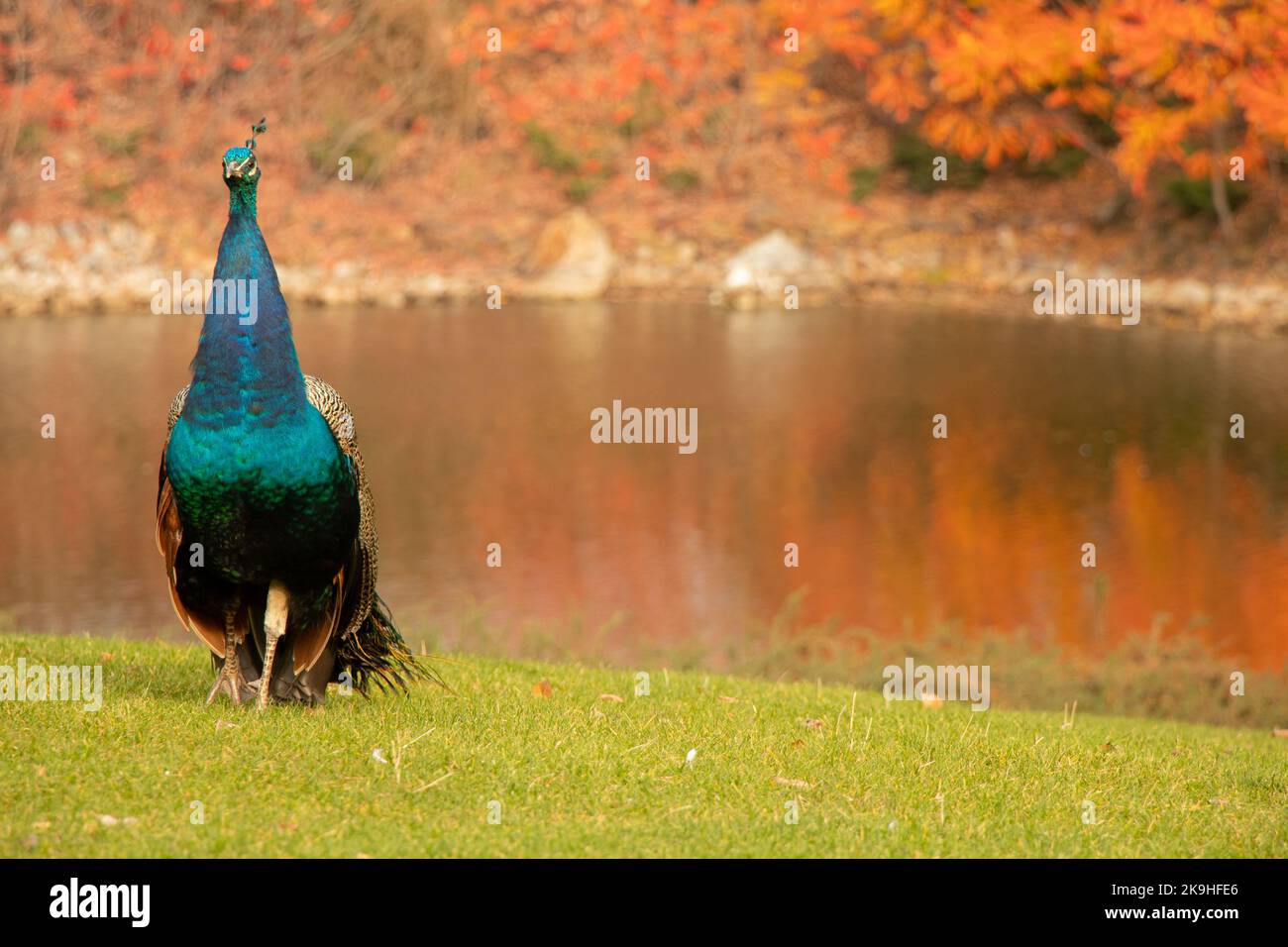 Peacock sur le lac en automne dans la ville de Dnipro en Ukraine, un parc municipal avec des oiseaux Banque D'Images