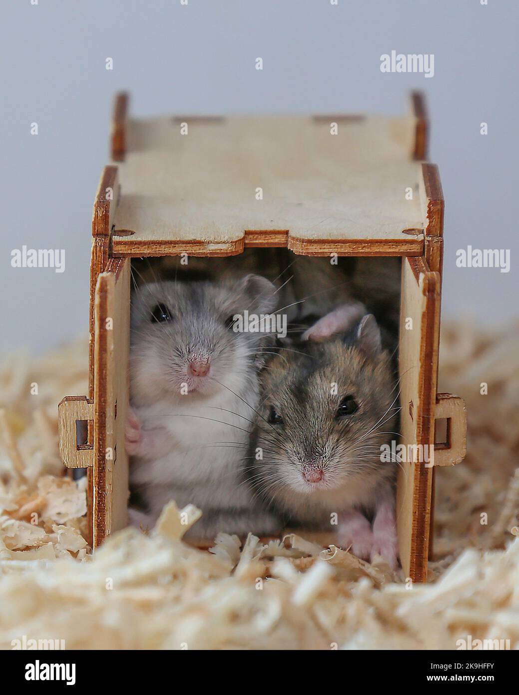 Des hamsters blancs et gris sont assis dans la maison. Rongeurs femelles et mâles dans une rangée de terriers. Les muzzles de souris. Animaux amoureux. La vie des animaux de compagnie. Gros plan. Banque D'Images