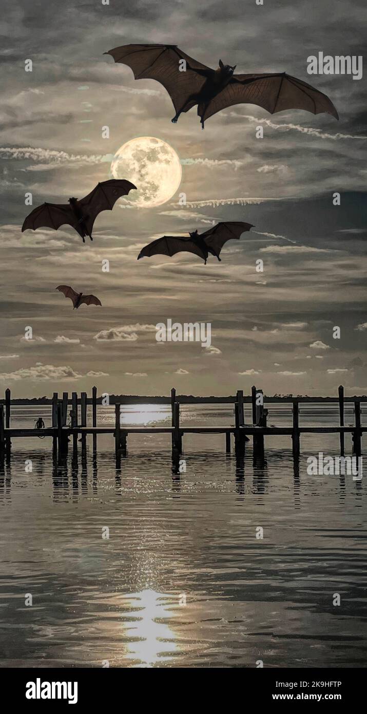 Les chauves-souris survolent le port de plaisance/quai de Floride Banque D'Images