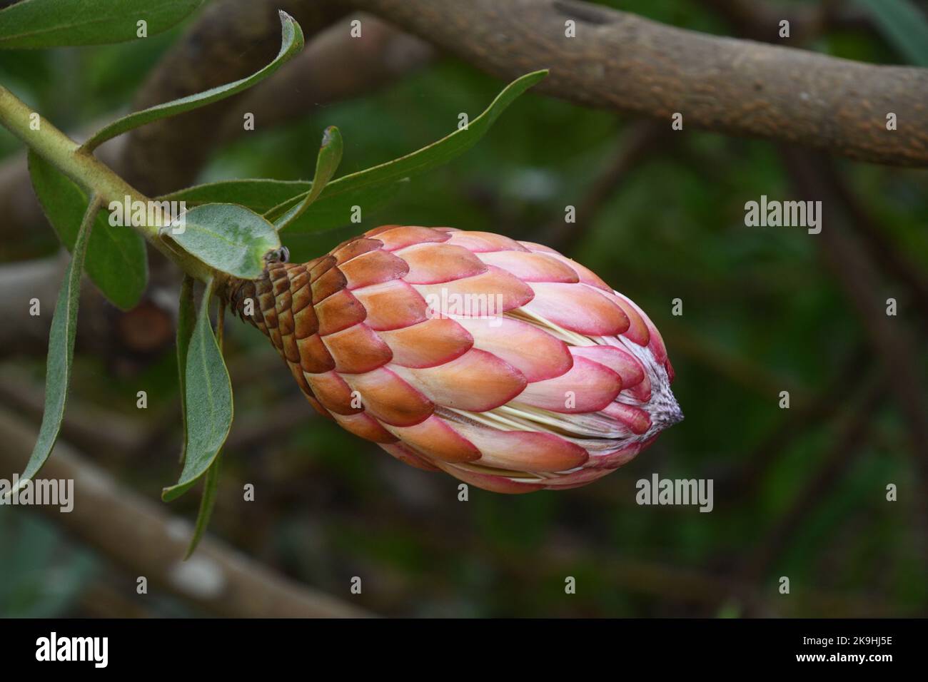 Protea;susannae;Proteaceae,Sugarbush à feuilles de slink,arbuste,d'Afrique du Sud.croissant dans les jardins subtropicaux de l'abbaye sur l'île de Tresco dans les îles Banque D'Images