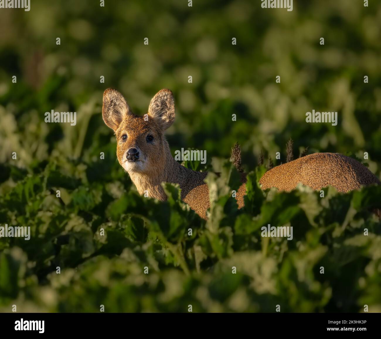 Hydropotes inermis de la Chinese Water Deer trouvé dans la culture de la betterave sucrière sur les terres agricoles de North Norfolk, au Royaume-Uni Banque D'Images