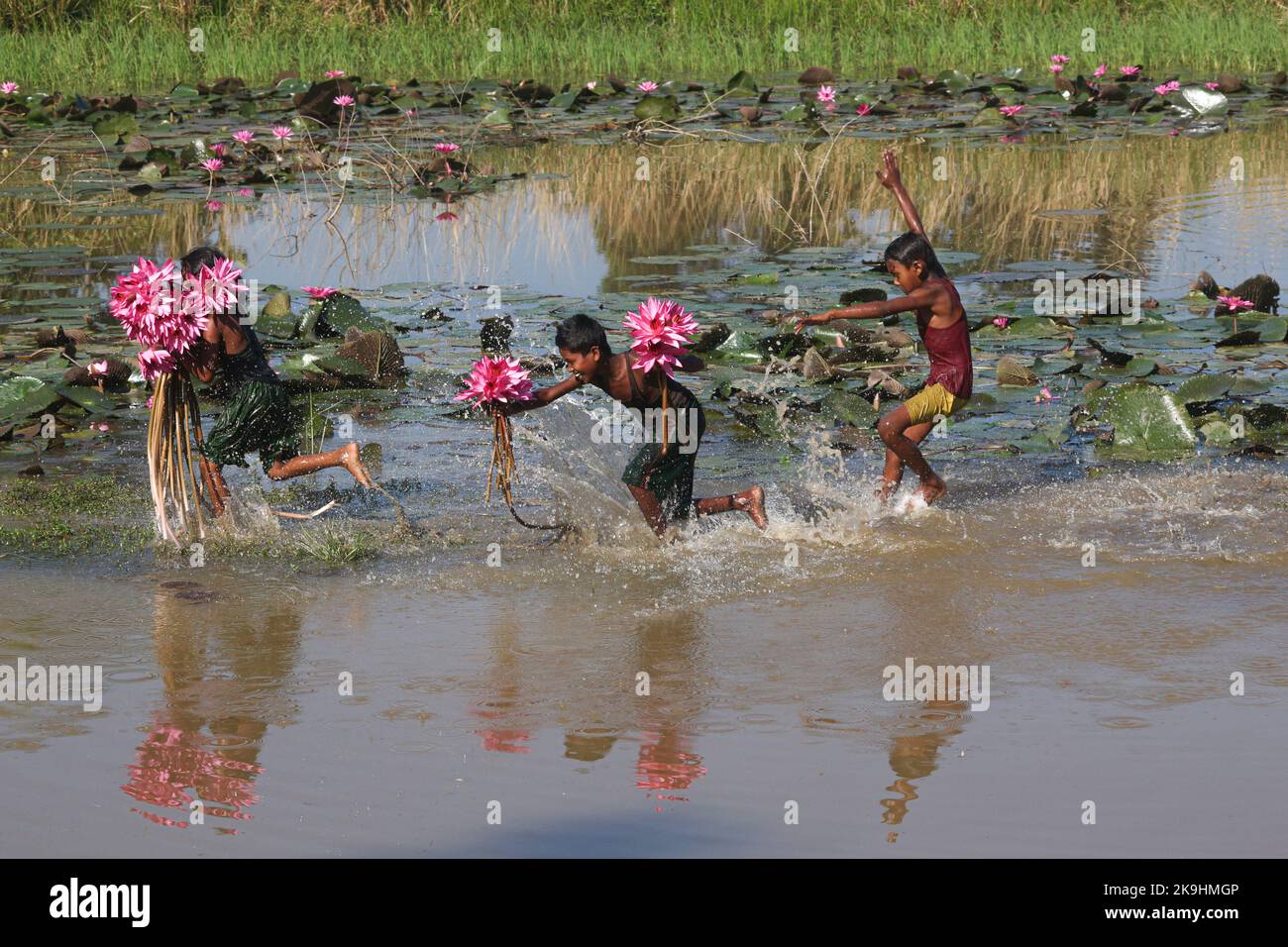 Sylhet, Bangladesh. 28th octobre 2022. Enfants ruraux collecte de fleurs de nénuphars rouges du lac le plus proche pour la vente aux touristes à Jaintapur Dibir Haor de Sylhet, Bangladesh. Dibir Haor est connu comme le Royaume de Shabla aux voyageurs. Ici, au début de la saison d'hiver, de nombreuses fleurs rouges de Shabla ont fleuri dans ce Haor qui se trouve au bord des collines de Meghalaya. Sur 28 octobre 2022 à Sylhet, Bangladesh. (Credit image: © MD Rafayat Haque Khan/eyepix via ZUMA Press Wire) Banque D'Images