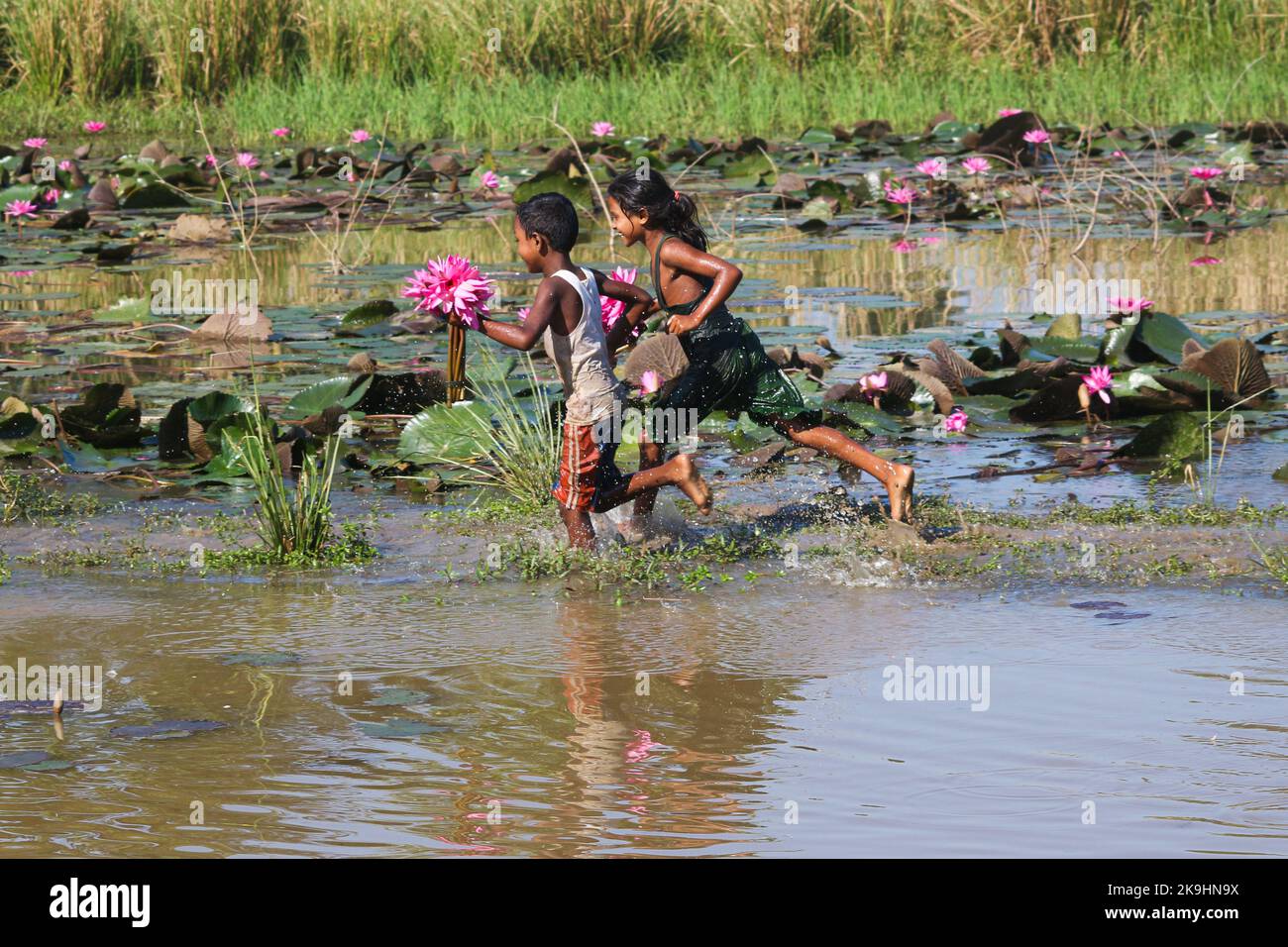 Sylhet, Bangladesh. 28th octobre 2022. Enfants ruraux collecte de fleurs de nénuphars rouges du lac le plus proche pour la vente aux touristes à Jaintapur Dibir Haor de Sylhet, Bangladesh. Dibir Haor est connu comme le Royaume de Shabla aux voyageurs. Ici, au début de la saison d'hiver, de nombreuses fleurs rouges de Shabla ont fleuri dans ce Haor qui se trouve au bord des collines de Meghalaya. Sur 28 octobre 2022 à Sylhet, Bangladesh. (Credit image: © MD Rafayat Haque Khan/eyepix via ZUMA Press Wire) Banque D'Images