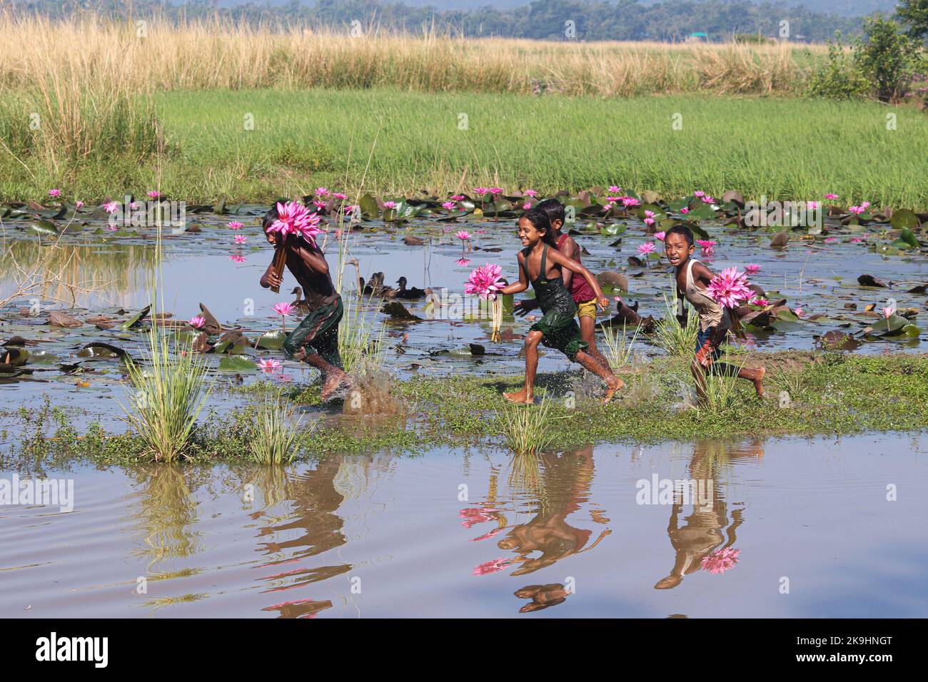 Sylhet, Bangladesh. 28th octobre 2022. Enfants ruraux collecte de fleurs de nénuphars rouges du lac le plus proche pour la vente aux touristes à Jaintapur Dibir Haor de Sylhet, Bangladesh. Dibir Haor est connu comme le Royaume de Shabla aux voyageurs. Ici, au début de la saison d'hiver, de nombreuses fleurs rouges de Shabla ont fleuri dans ce Haor qui se trouve au bord des collines de Meghalaya. Sur 28 octobre 2022 à Sylhet, Bangladesh. (Credit image: © MD Rafayat Haque Khan/eyepix via ZUMA Press Wire) Banque D'Images